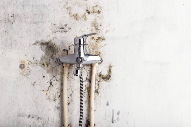Best Mold Remediation  in Ralls, TX