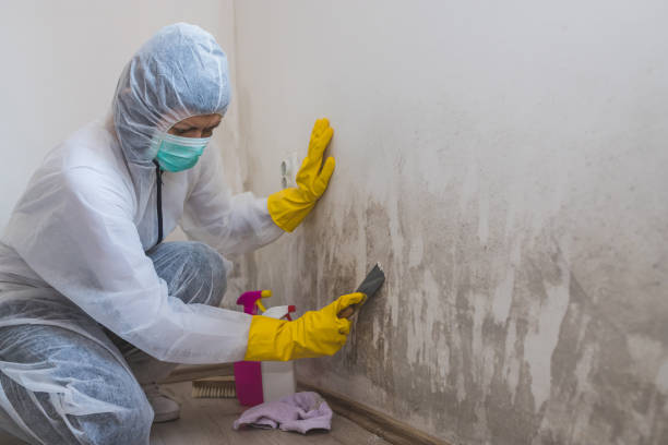 Best Mold Removal Near Me  in Ralls, TX
