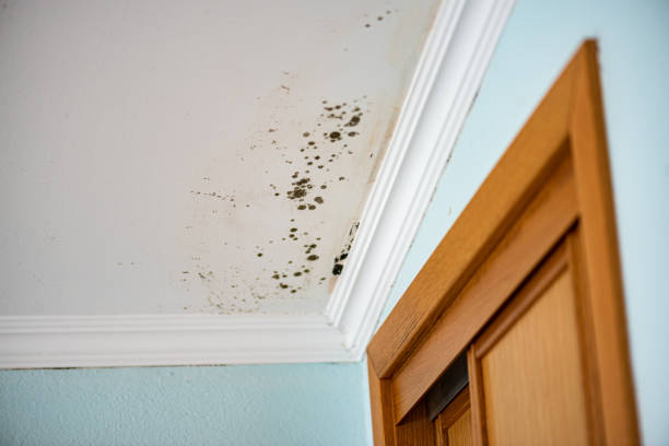 Best Home Mold Removal  in Ralls, TX