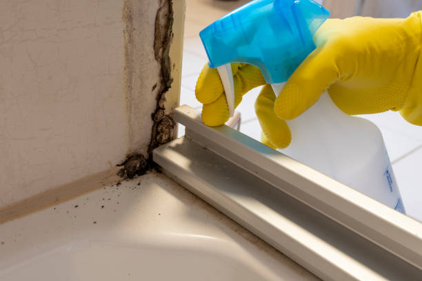 Best Best Mold Removal Companies  in Ralls, TX