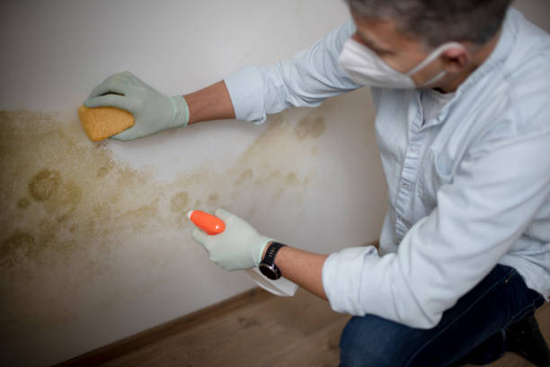 Best Commercial Mold Removal  in Ralls, TX