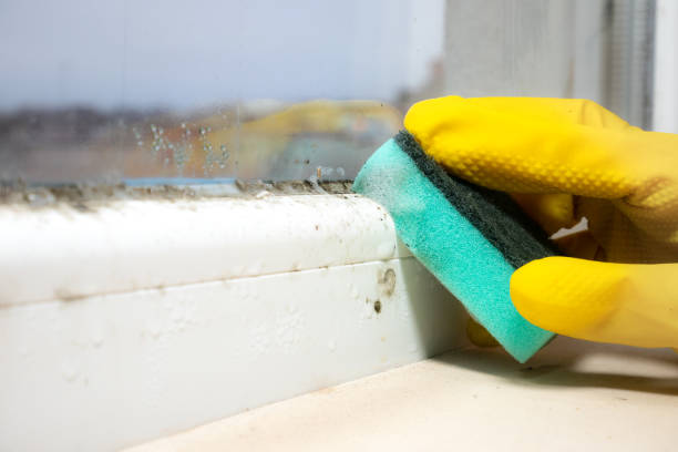 Best Fast Mold Removal  in Ralls, TX