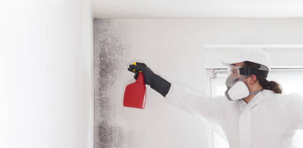 Best Attic Mold Removal  in Ralls, TX