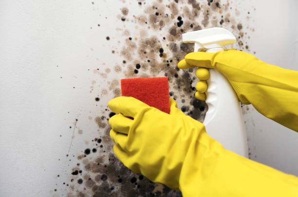 Best Office Mold Removal Services  in Ralls, TX