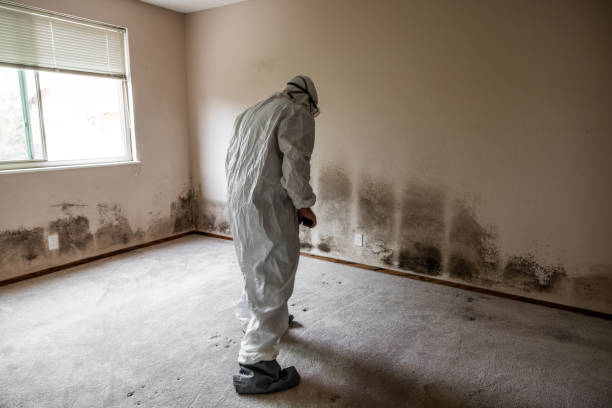 Best Toxic Mold Removal  in Ralls, TX