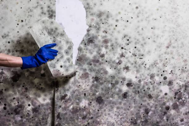 Attic Mold Removal in Ralls, TX