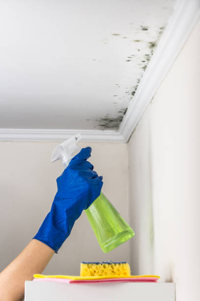 Best Toxic Mold Removal  in Ralls, TX